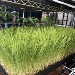 nuttapong Profile Picture