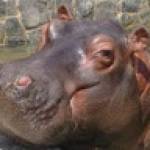 hippo potamus Profile Picture
