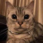 Weeraphat Kaewyiti Profile Picture