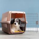 bag dog Profile Picture